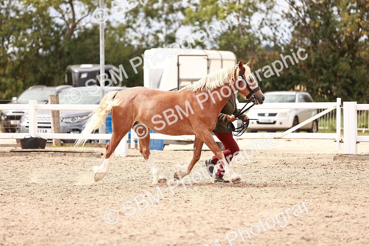 SBM_16313 - Class 413 - Best Condition - Adult