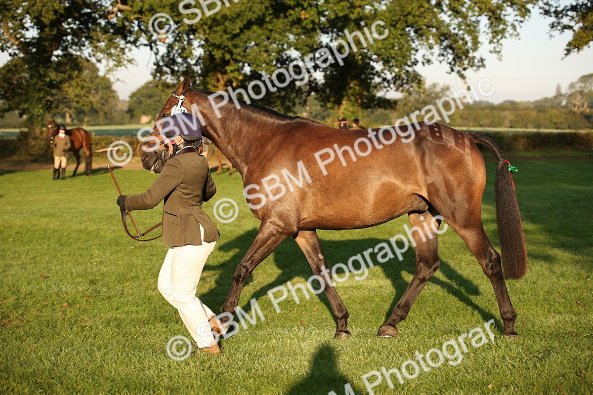 SBM_56878 - S49 - Riding Horse & Hack & Thoroughbred In Hand