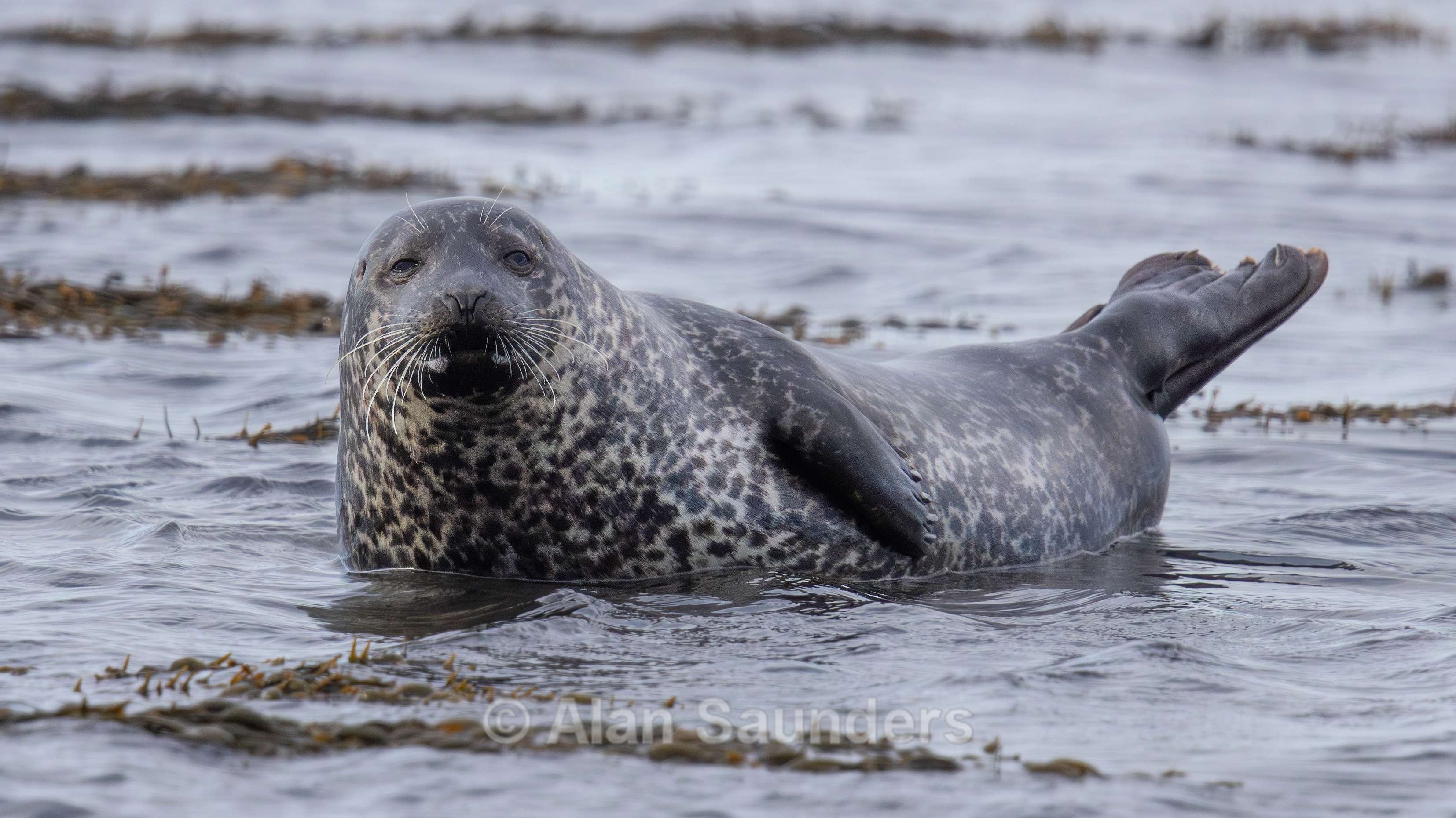 Common Seal 2