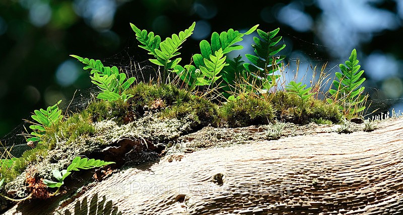 Fern - Flora & Fauna