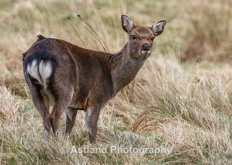Sika Deer - Latest Images