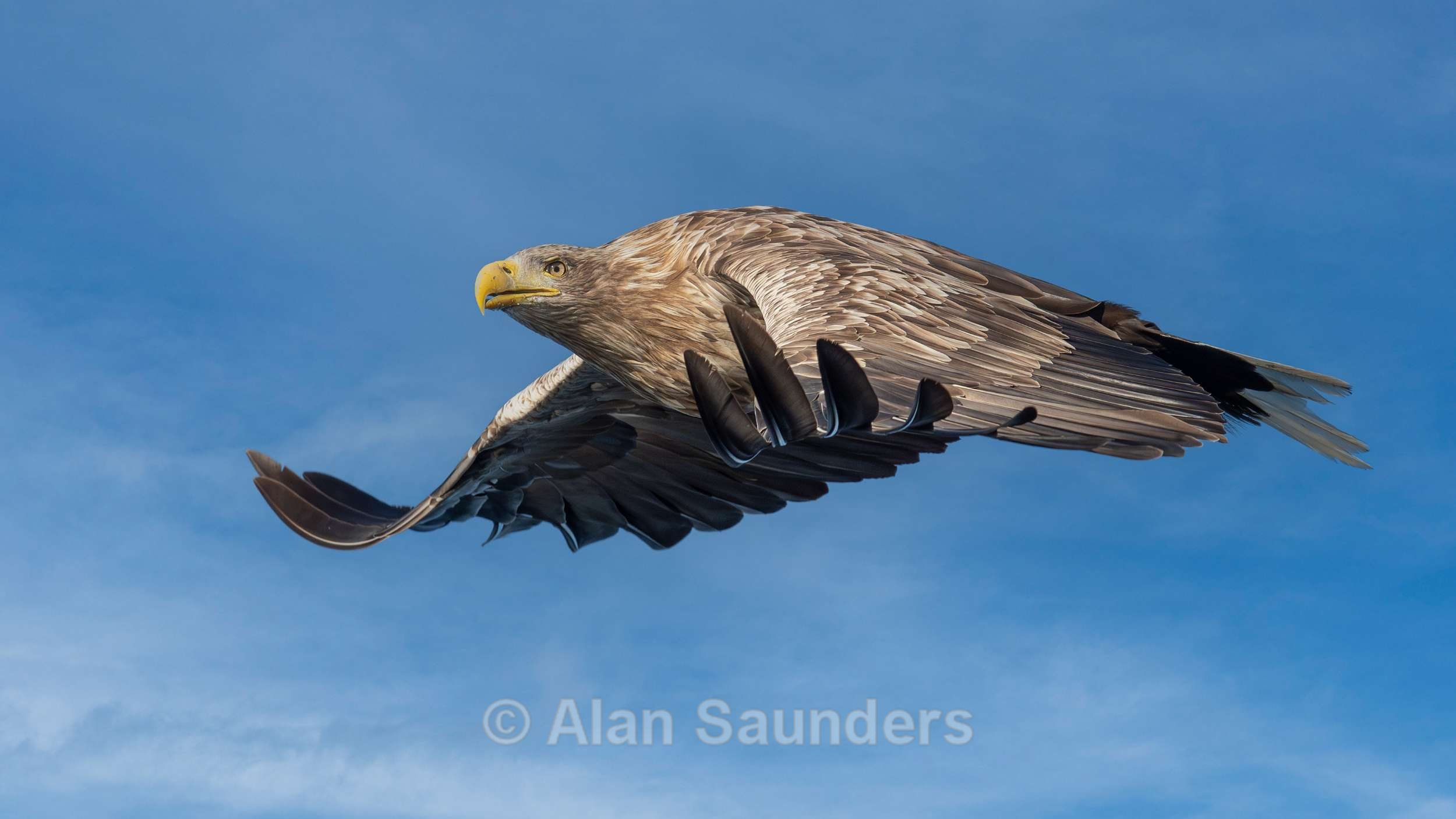 White Tailed Eagle 15
