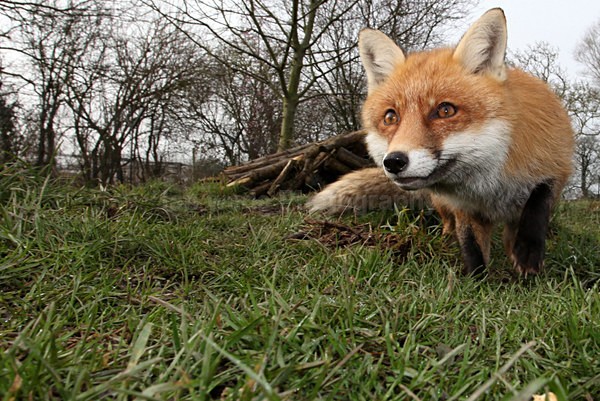  - Wildlife, Mammal Photography, Great Britain