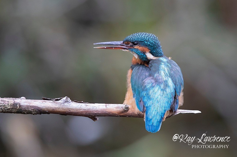 Kingfisher Alcedo Atthis082 - Kingfishers