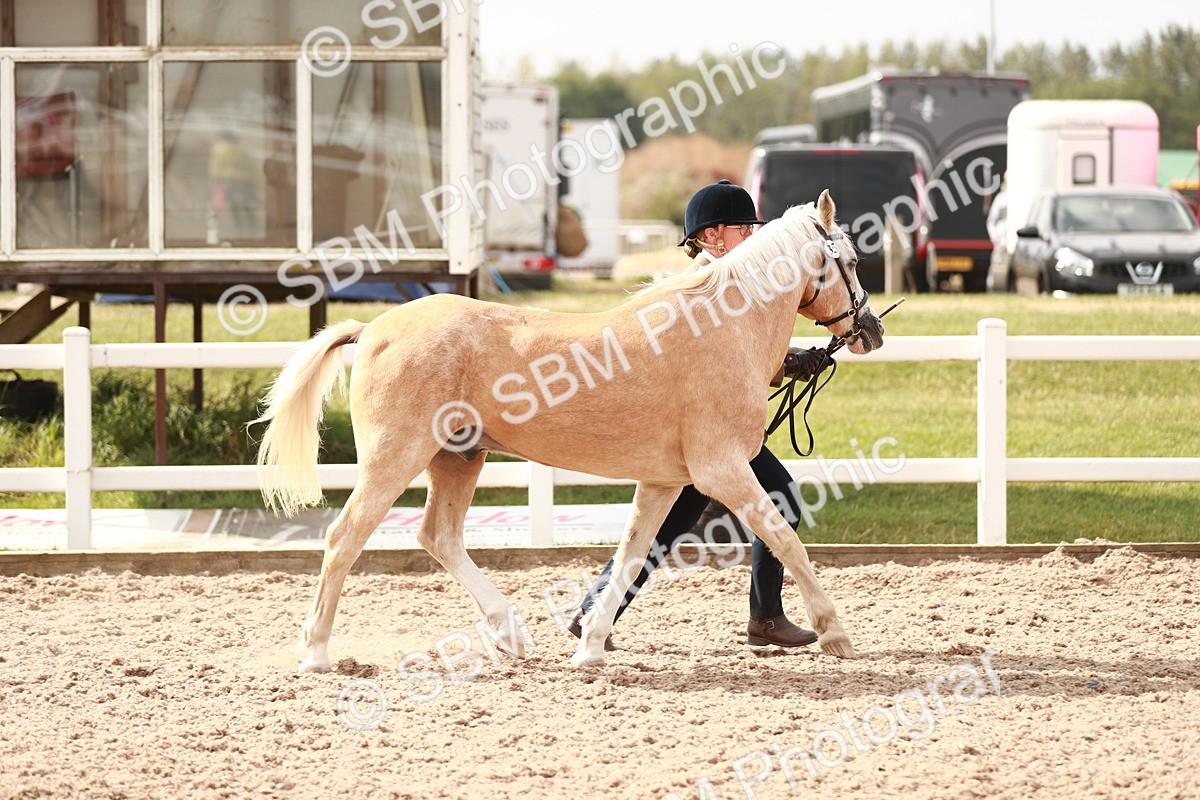 SBM_11808 - Class 206 IH Non Show Type Pony