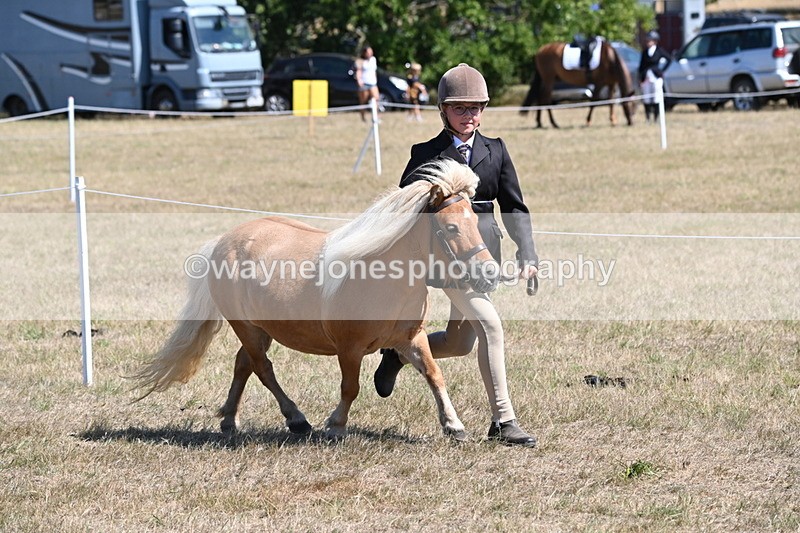 WJ6_8617 - Class 37b Best Loan Pony In-hand