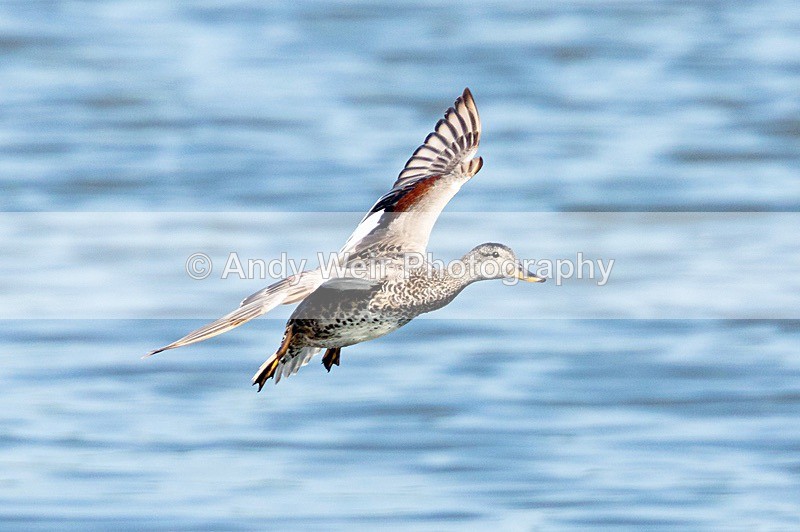 20180605-Woolston-8E0A9216 - Gadwall