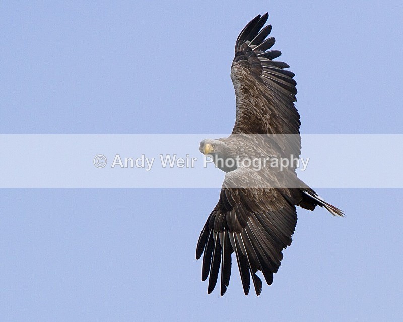 20120529-_MG_9137 - White Tailed Eagle