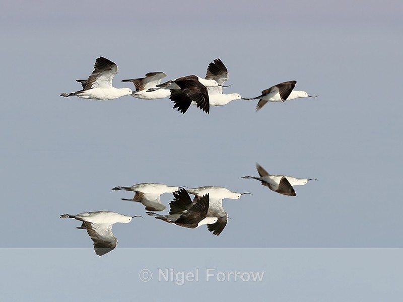Reflection of Andean Avocets flying, Chaxa, Chile - Andean Avocet