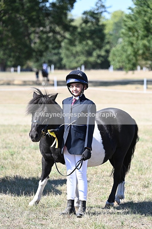 WJ7_1680 - Class 42 Most Handsome Gelding