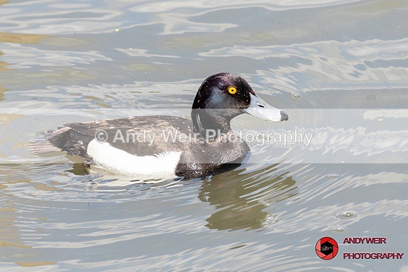 190523-untitled-8E0A2932 - Tufted Duck