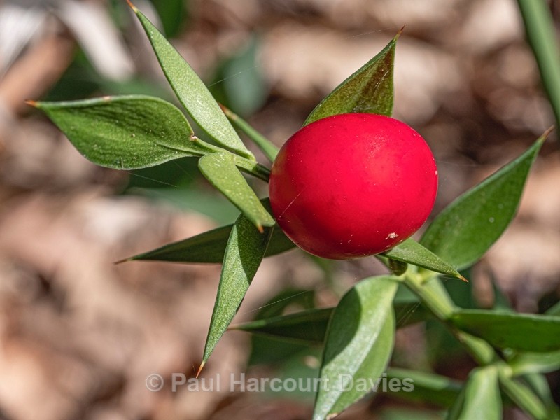 Butcher's broom (Ruscus aculeatus) - Flower Portraits