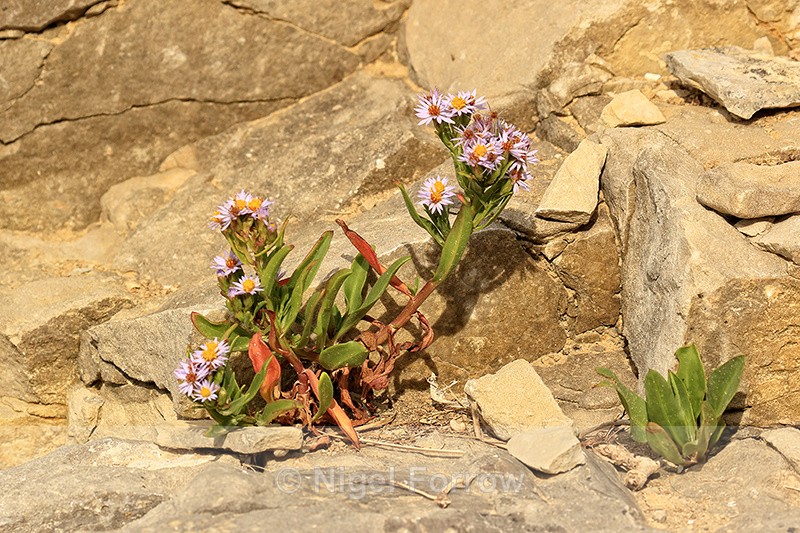 Sea Aster plant, Seacombe, Dorset - PLANTS