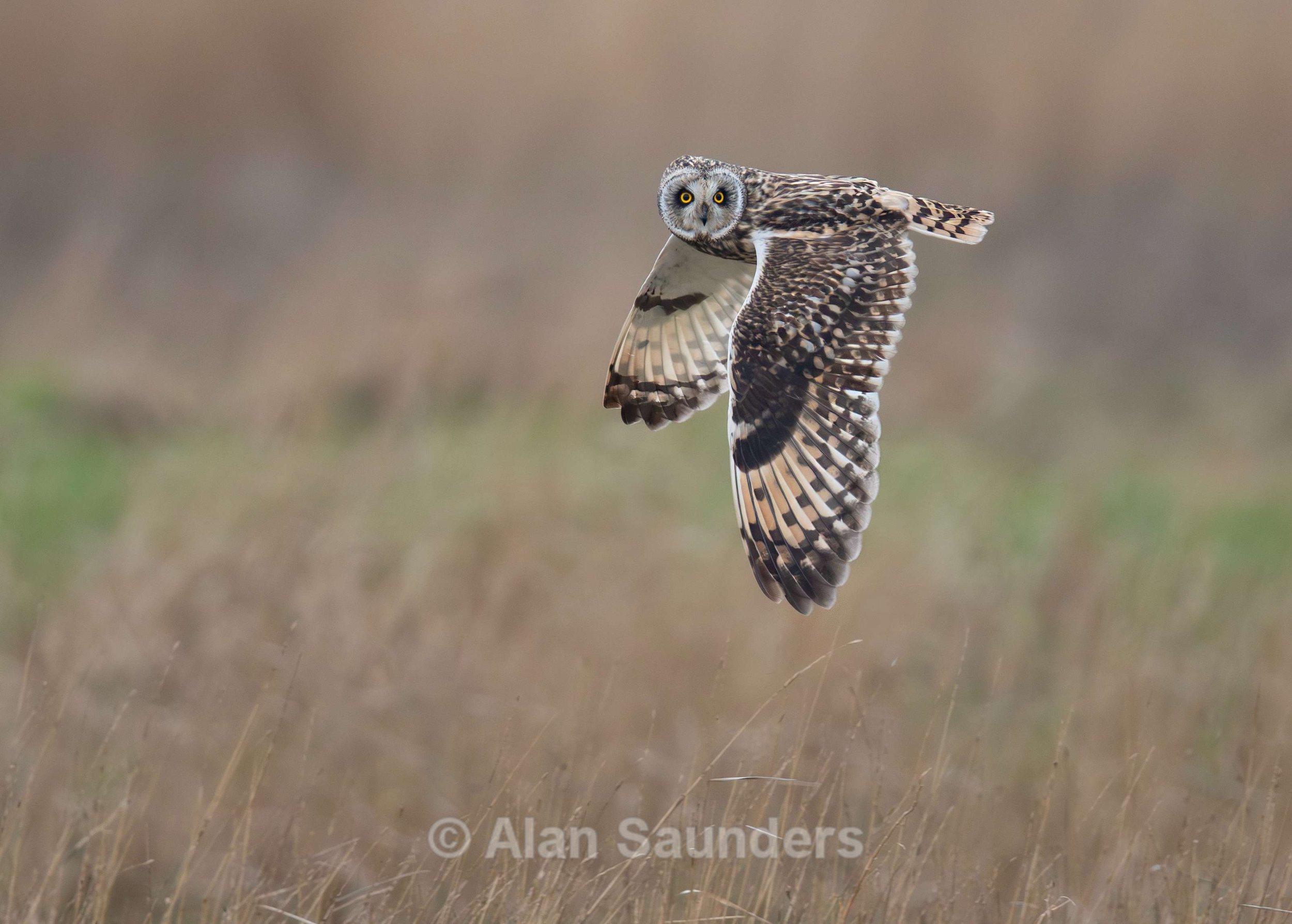Short Eared Owl