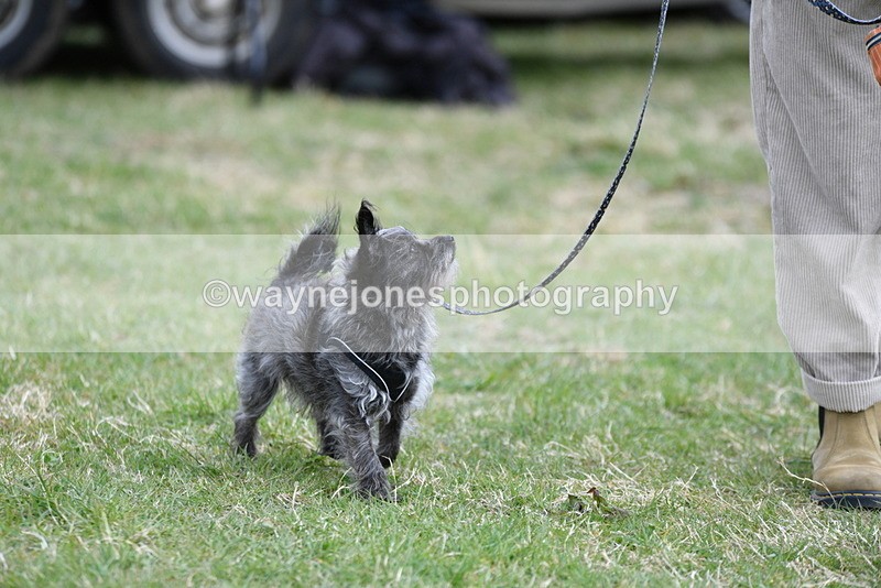 WJ5_9094 - Class 1 Best Cross Breed / Heniz 57