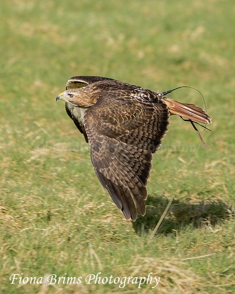 WowPD Mar17-106 - Birds of Prey