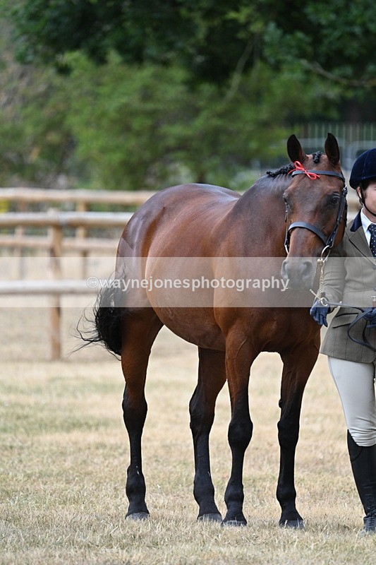 WJ7_1835 - Class 4a Prettiest Mare 14.2hh and over hand