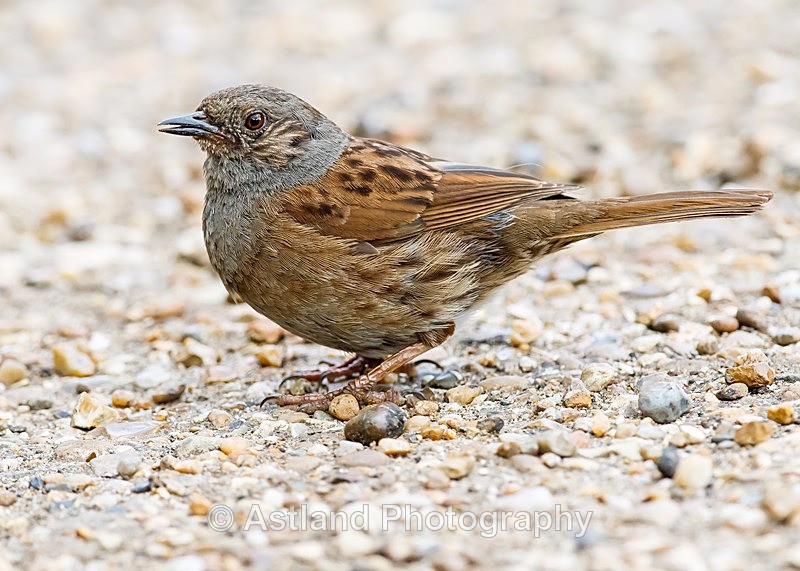 Astland Photography, Bird and Wildlife Images, Susan and Peter Wilson, U.K.