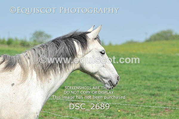 DSC_2689 - ARCHIVE REQUEST - Quincy and Guinness