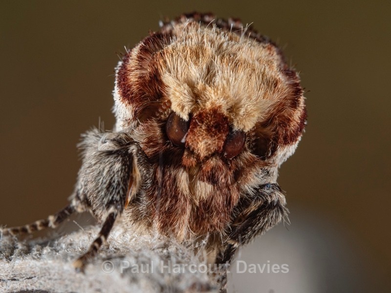 Buff tip ( Phalera bucephala) - Ten Metres from Home 1.  (2020)