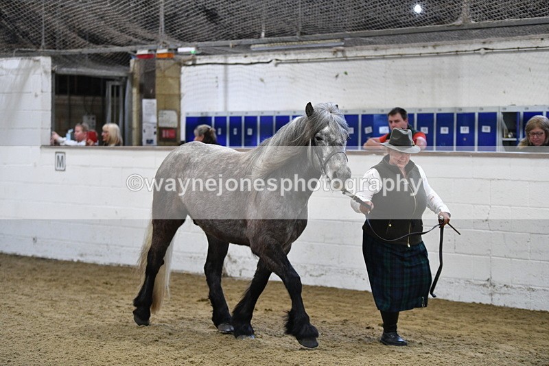 WJ5_3483 - Class 1 Youngstock