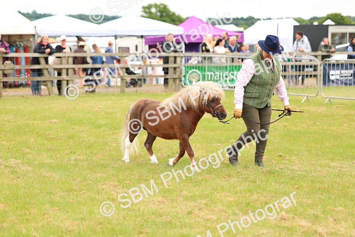 SBM_04449 - Class 64-67 - Shetland Pony In Hand
