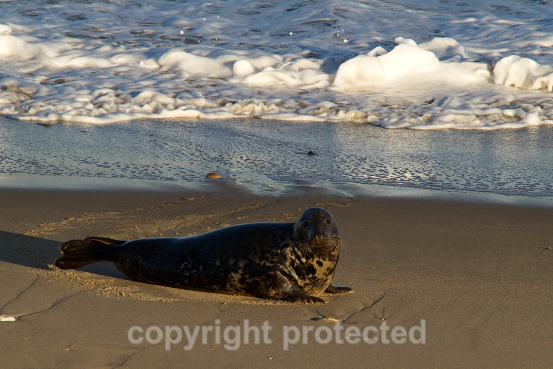 Grey Seal Cow - Norfolk