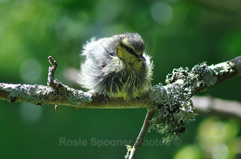 Young Bluetit after a bath - Wildlife and Nature