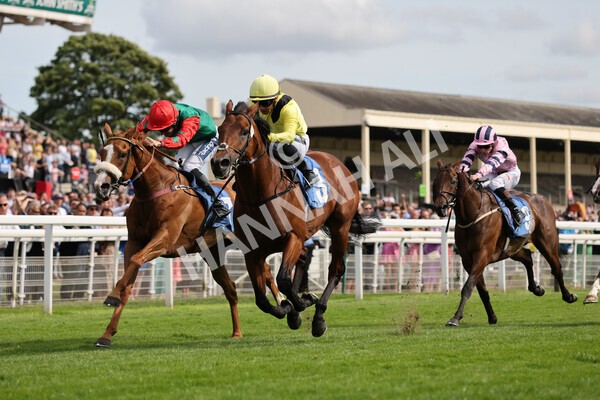 yr08072022r5-11 - Race 5 4.25pm Azets Stakes