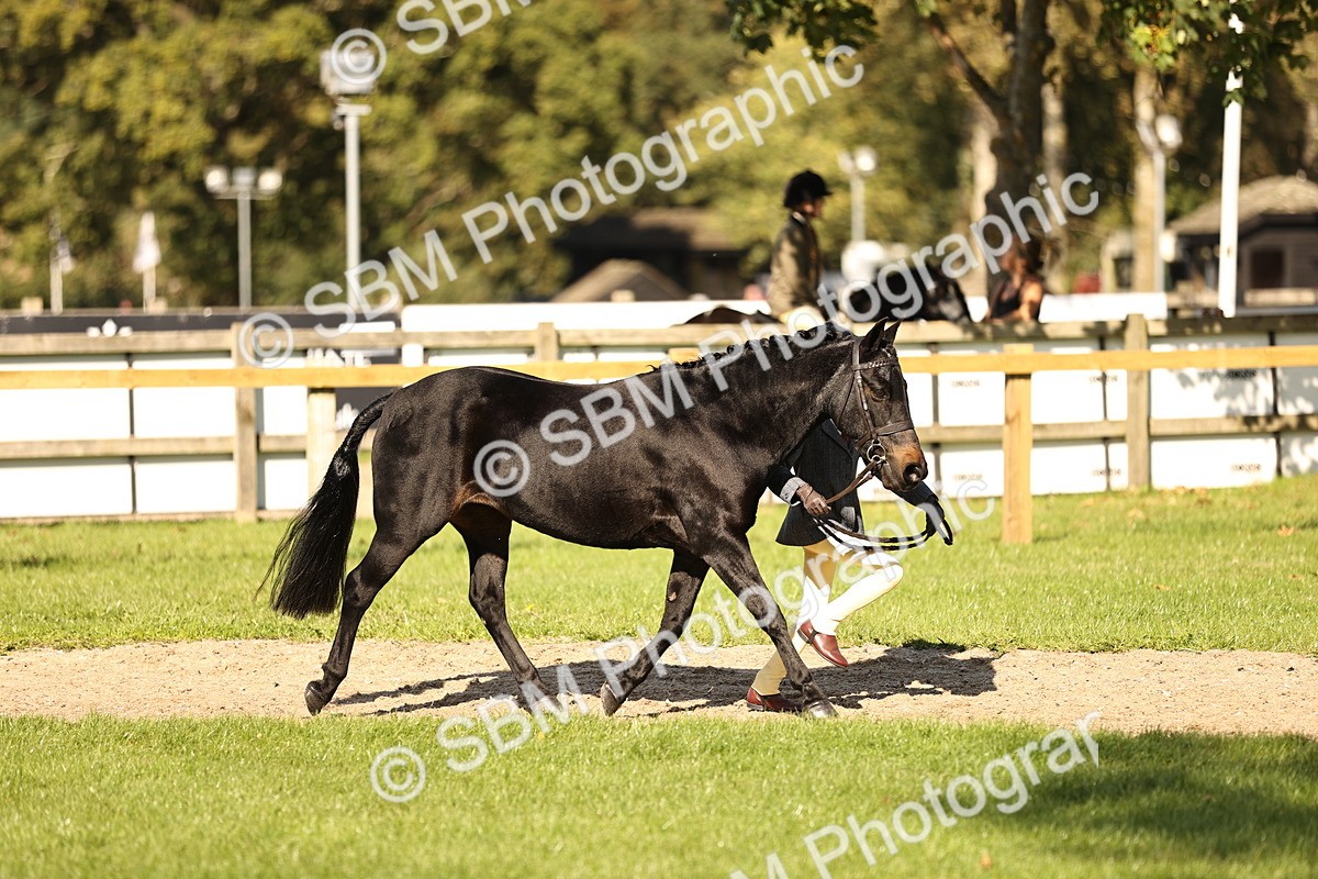 SBM_26153 - S5 - Novice & Newcomers In Hand