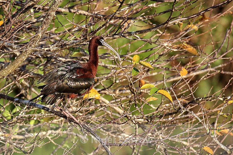 Glossy Ibis alert in tree, Wakodahatchee Wetlands, Florida - Glossy Ibis