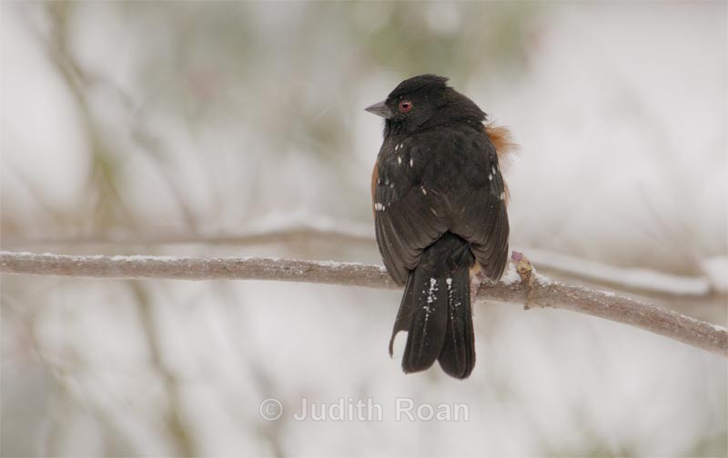Spotted Towhee - Backyard Birds of Mercer Island