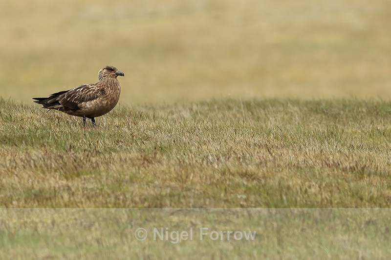 Great Skua standing, Jokulsarlon, Iceland - Great Skua