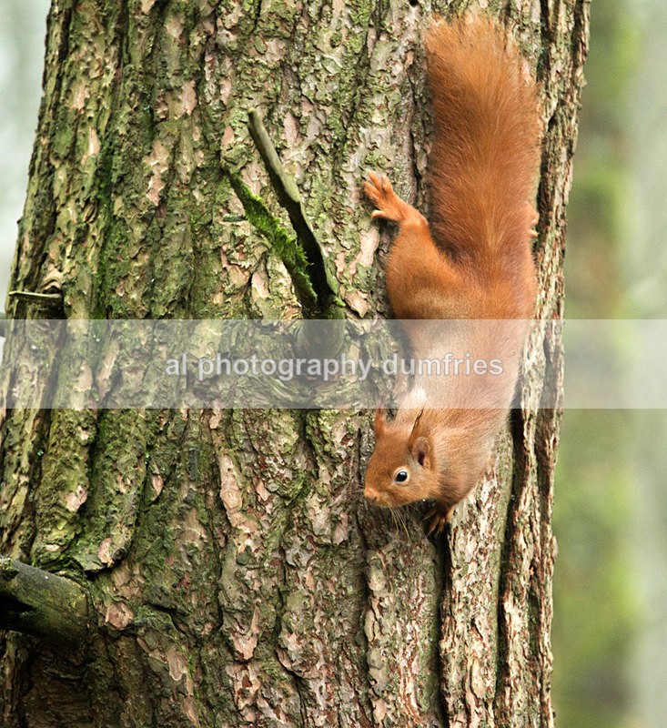 Red Squirrel 12 (disambiguation). - Eskrigg Nature Reserve Lockerbie