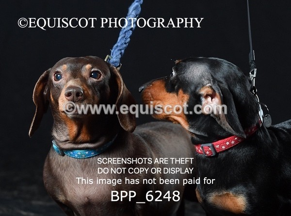 BPP_6248 - LESLEY GRANGER DOGS