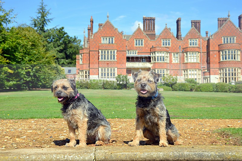 - Border Terriers