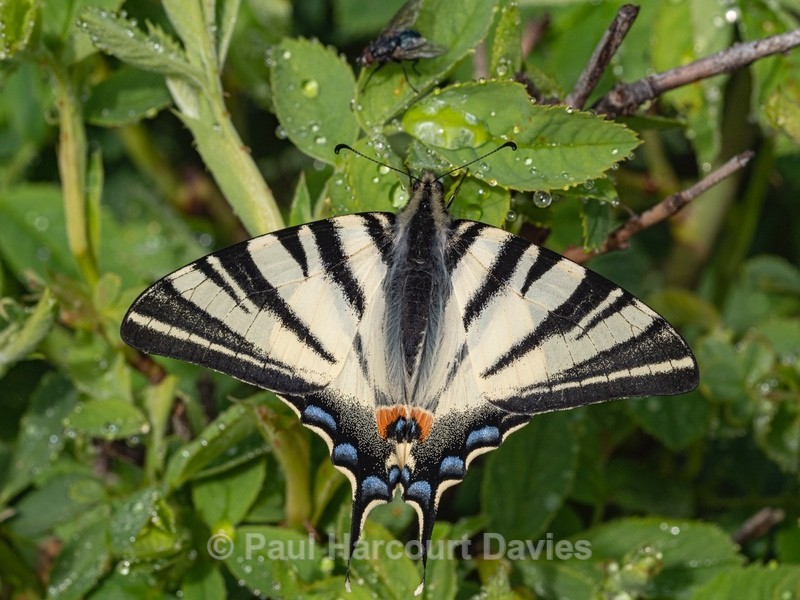 Scarce Swallowtail (Iphiclides podalirius) - Insects, Spiders and other Animals
