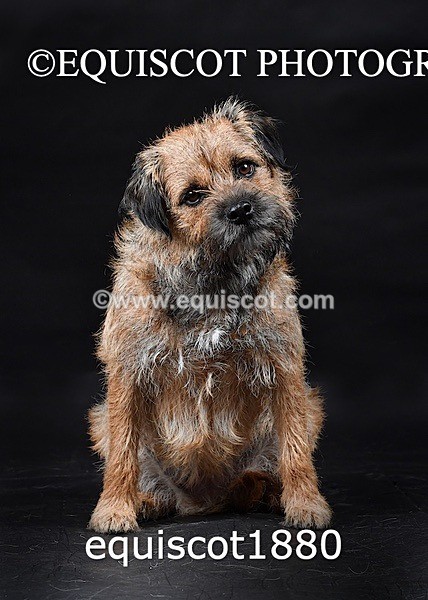 equiscot1880 - ODIE & TIA