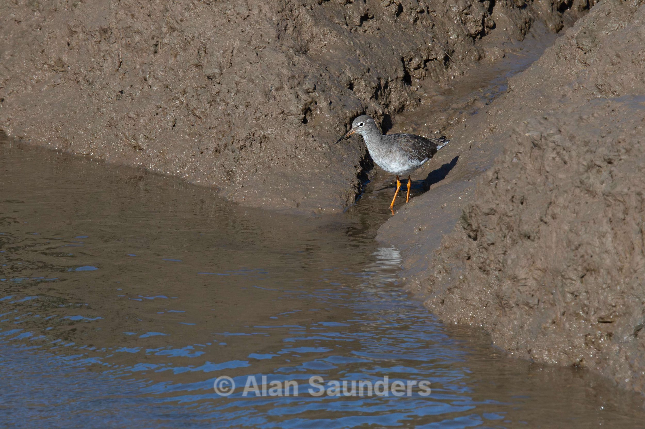 Common Redshank 9