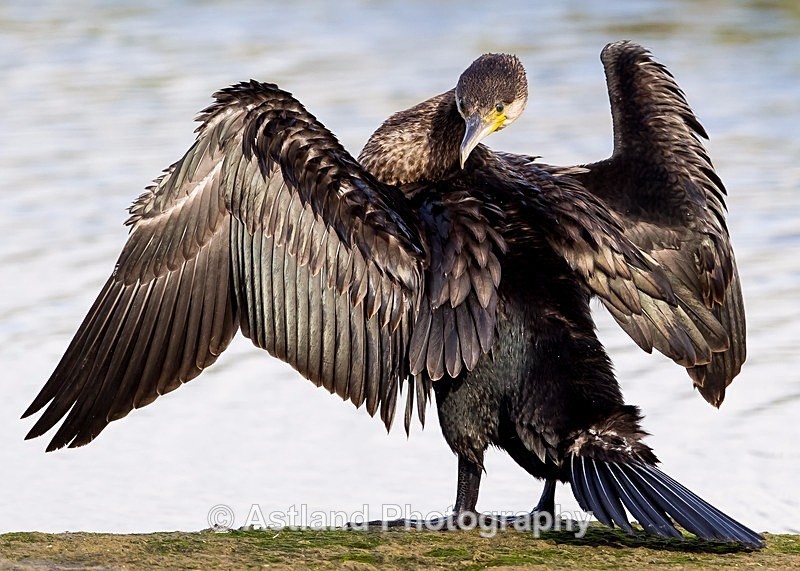 Astland Photography, Bird and Wildlife Images, Susan and Peter Wilson, U.K.