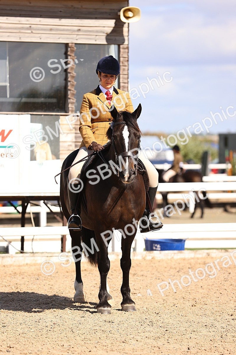 SBM_14378 - Class 412 - Handsomest Gelding (IH or Ridden)Adult