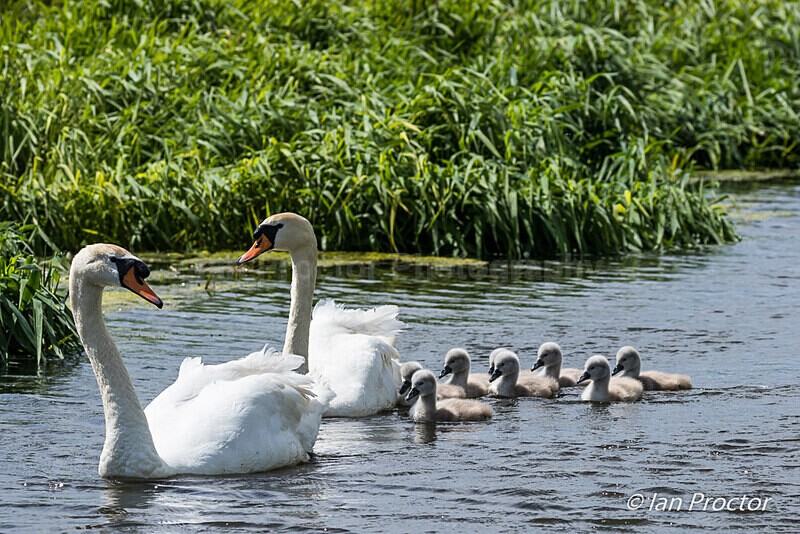 Mute Swans & Cygnets - Broad Water 2020 - No.4 - Nature