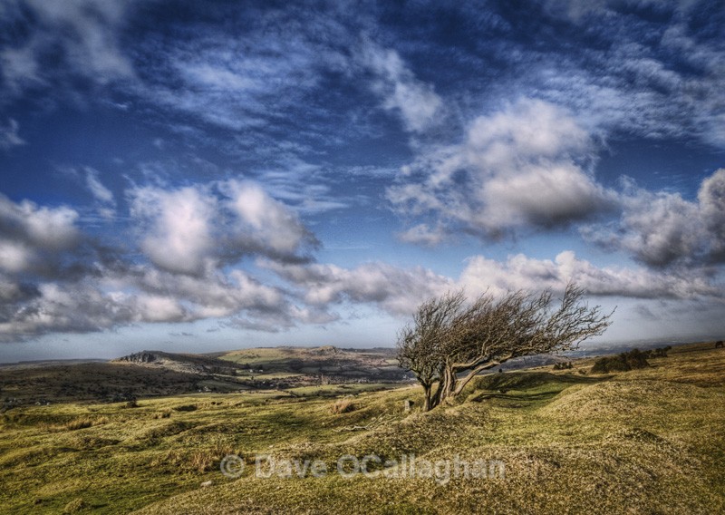 Windswept Colour