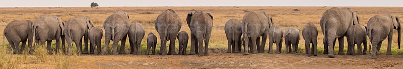  - African Safaris