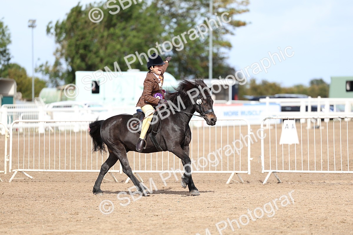 SBM_01943 - Class 18 - Handsomest Gelding - IH or Ridden