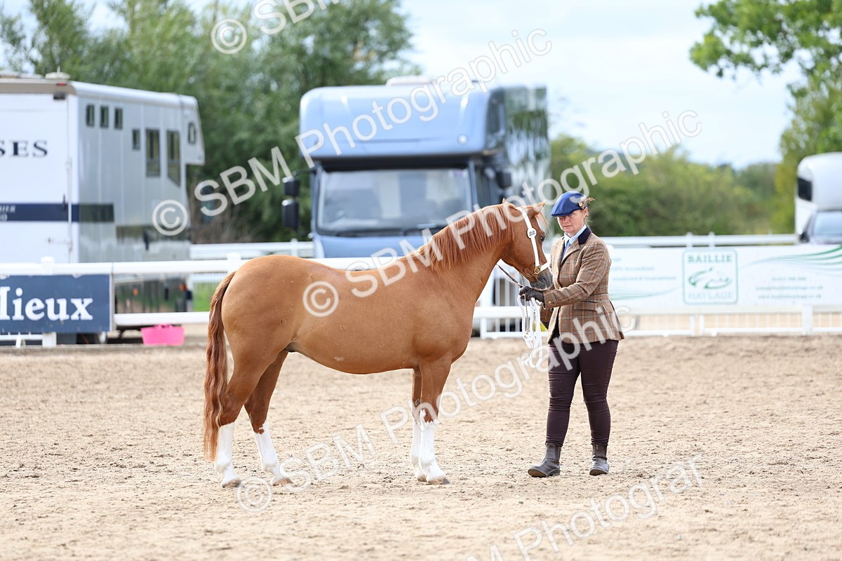 SBM_05835 - Class 29 - IH Veteran Pony