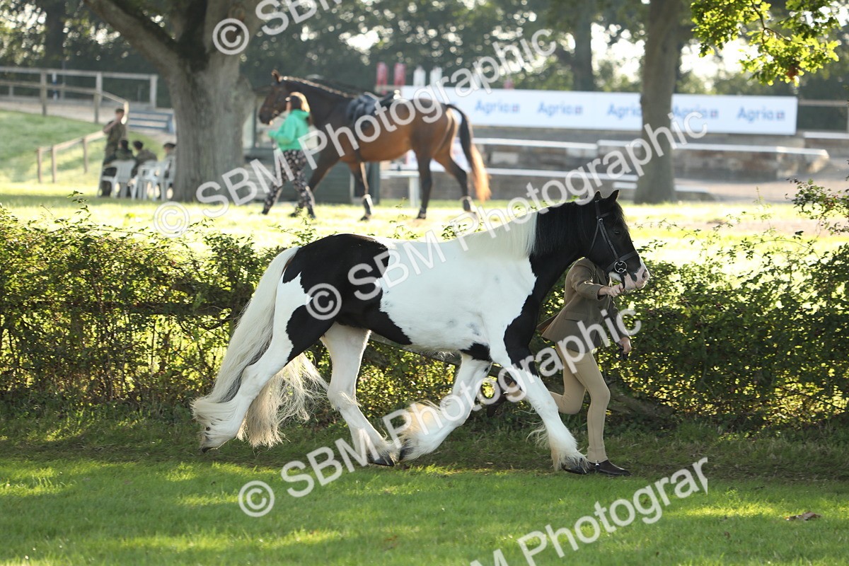 SBM_60876 - S43 - Coloured Pony In Hand