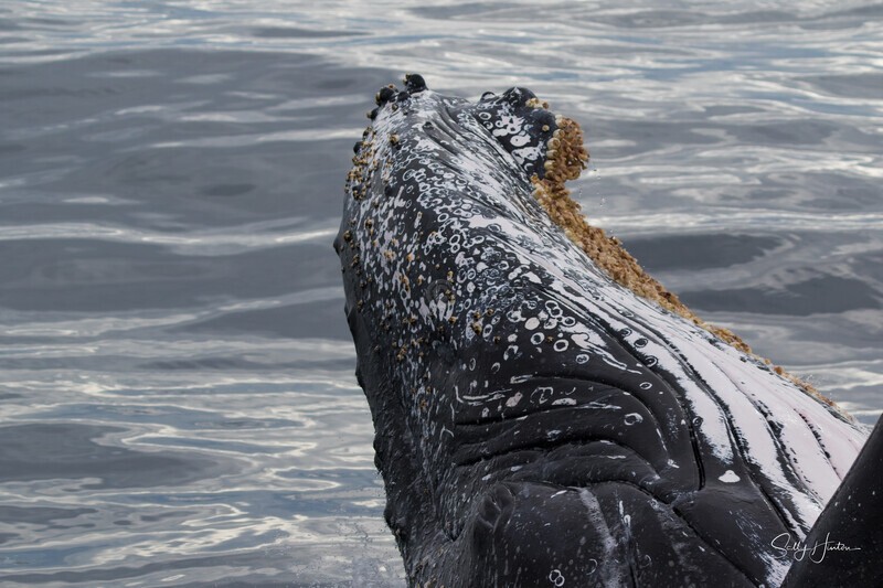 0A3A6970. Nose only 1 - 2023 Whale Photos