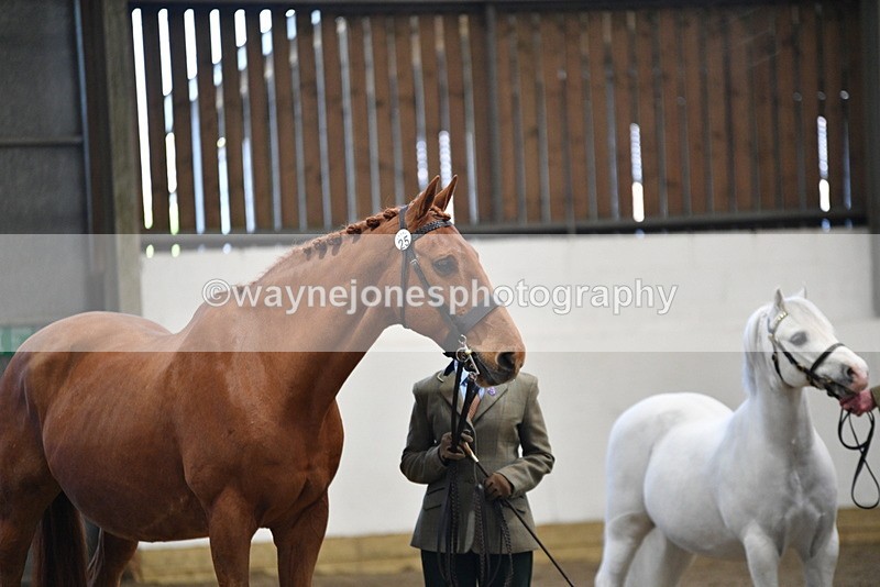 WJ5_3538 - Class 5 In Hand Veterans