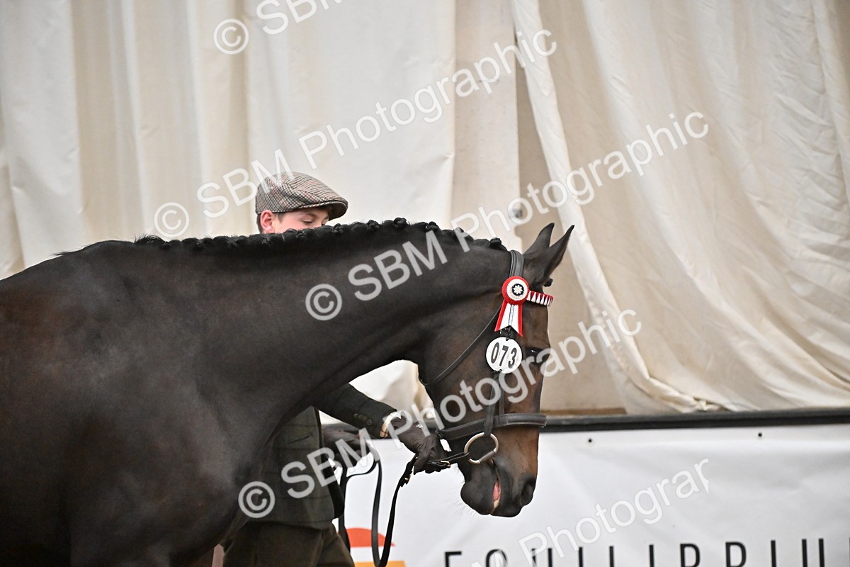 EB7_8394 - Class 3 - In Hand Foreign Breeds & Warmbloods